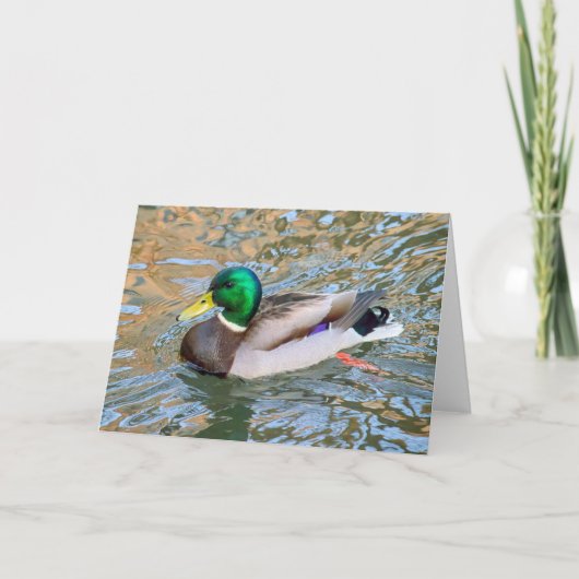 Mallard Duck. Bute Park, Cardiff, Wales Karte (Vorderseite)