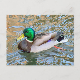 Mallard Duck. Bute Park, Cardiff, Wales Postkarte