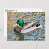 Mallard Duck. Bute Park, Cardiff, Wales Postkarte (Vorne/Hinten)