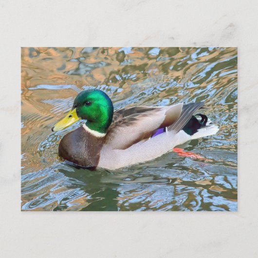 Mallard Duck. Bute Park, Cardiff, Wales Postkarte (Vorderseite)