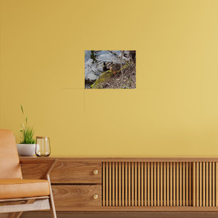 Mallard Duck Couple nimmt ein Break Poster