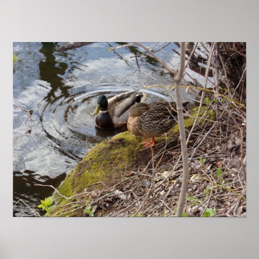 Mallard Duck Couple nimmt ein Break Poster (Vorne)
