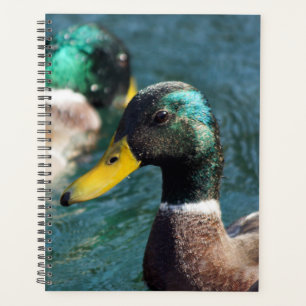 Mallard Duck Daisy Weekly/Monthly Planner Planer