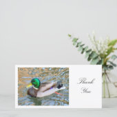 Mallard Duck - Danke (Stehend Vorderseite)