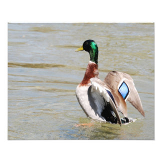 Mallard Duck Diamond Fotodruck