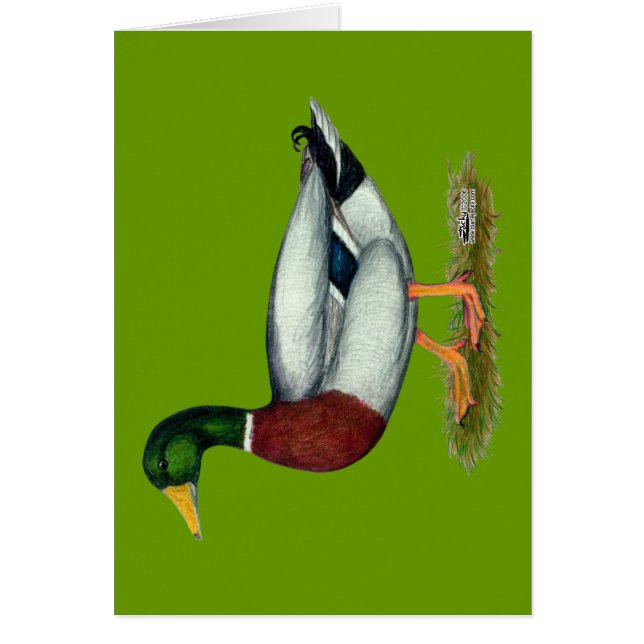 Mallard Duck Drake (Vorne)