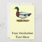 Mallard Duck Drake Einladung (Vorderseite)