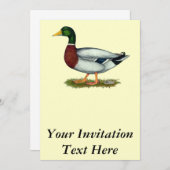 Mallard Duck Drake Einladung (Vorne/Hinten)