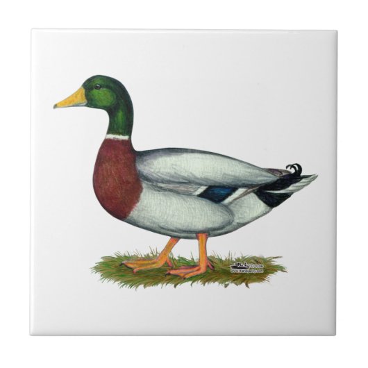 Mallard Duck Drake Fliese (Vorderseite)