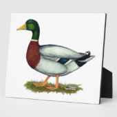 Mallard Duck Drake Fotoplatte (Seite)
