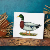 Mallard Duck Drake Fotoplatte (Seite)