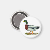 Mallard Duck Drake Magnet (Vorderseite/Rückseite)