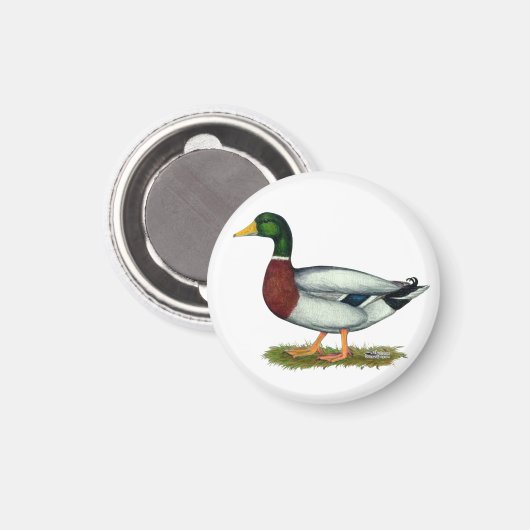 Mallard Duck Drake Magnet (Vorderseite/Rückseite)