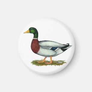 Mallard Duck Drake Magnet