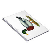 Mallard Duck Drake Notizblock (Rechte Seite)