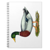 Mallard Duck Drake Notizblock (Vorderseite)