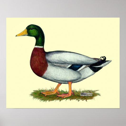 Mallard Duck Drake Poster (Vorne)