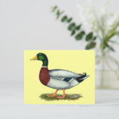 Mallard Duck Drake Postkarte (Stehend Vorderseite)