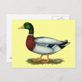 Mallard Duck Drake Postkarte (Vorne/Hinten)