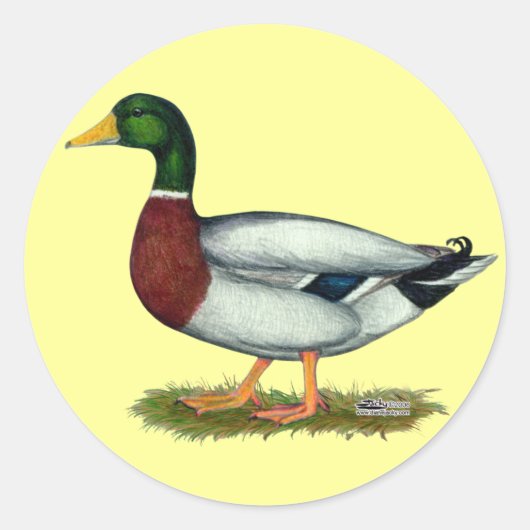 Mallard Duck Drake Runder Aufkleber (Vorderseite)