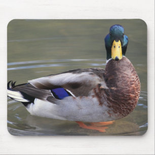 Mallard Duck Drake Water Foto Mousepad