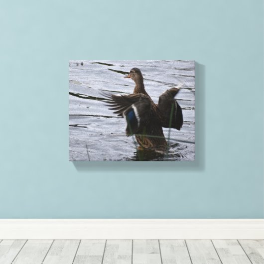 Mallard Duck flapping her wings Leinwanddruck (Insitu (Holzboden))
