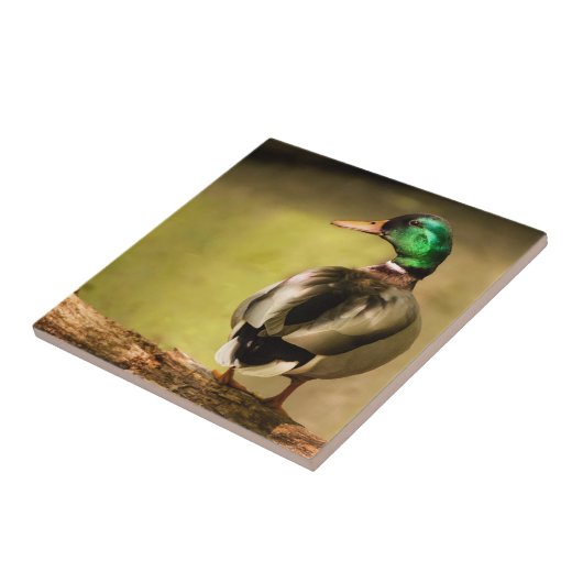 Mallard Duck Fliese (Seite)