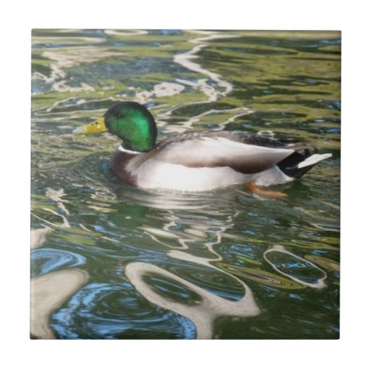 Mallard Duck Fliese (Vorderseite)
