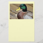 Mallard Duck Flyer (Vorne)