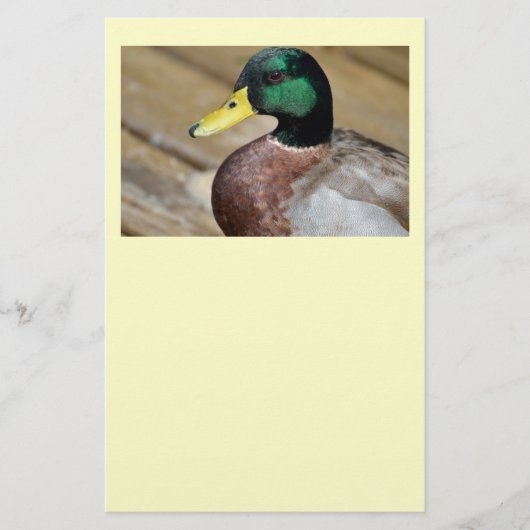 Mallard Duck Flyer (Vorne)