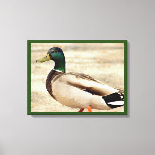 Mallard Duck Foto Leinwanddruck