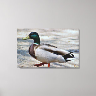 Mallard Duck Foto Leinwanddruck