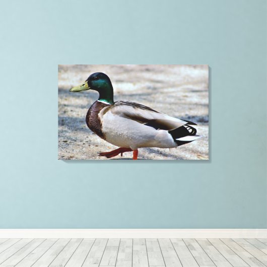 Mallard Duck Foto Leinwanddruck (Insitu (Holzboden))