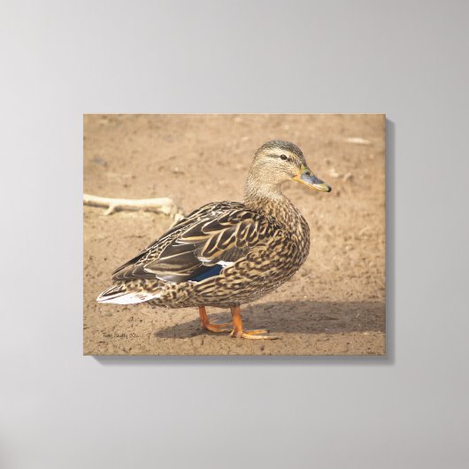 Mallard-Duck-Foto Leinwanddruck (Vorderseite)