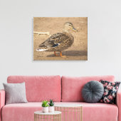 Mallard-Duck-Foto Leinwanddruck (Insitu (Wohnzimmer))