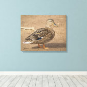 Mallard-Duck-Foto Leinwanddruck (Insitu (Holzboden))