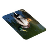 Mallard Duck Foto Magnet (Rechte Seite)