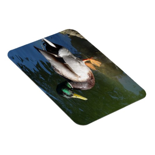 Mallard Duck Foto Magnet (Rechte Seite)