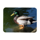 Mallard Duck Foto Magnet (Horizontal)