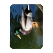 Mallard Duck Foto Magnet (Vertikal)