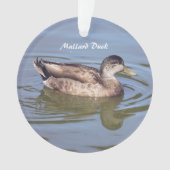 Mallard Duck Foto Ornament (Vorderseite)