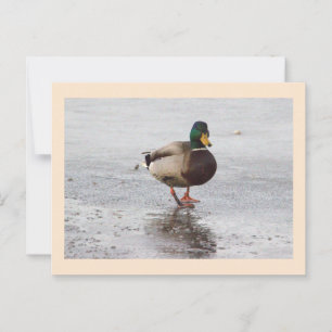 Mallard Duck Foto Postcard Postkarte
