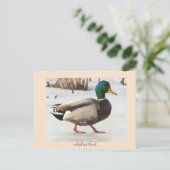 Mallard Duck Foto Postcard Postkarte (Stehend Vorderseite)