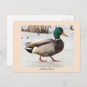 Mallard Duck Foto Postcard Postkarte (Vorne/Hinten)