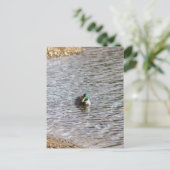 Mallard Duck Foto Postcard Postkarte (Stehend Vorderseite)