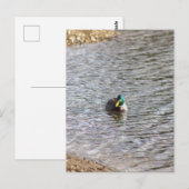 Mallard Duck Foto Postcard Postkarte (Vorne/Hinten)