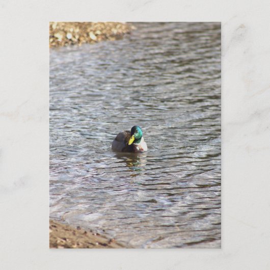 Mallard Duck Foto Postcard Postkarte (Vorderseite)