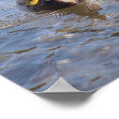 Mallard Duck Foto Poster (Ecke)