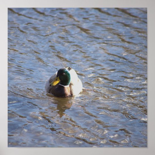 Mallard Duck Foto Poster (Vorne)