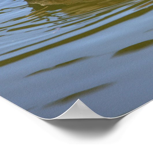 Mallard Duck Foto Poster (Ecke)